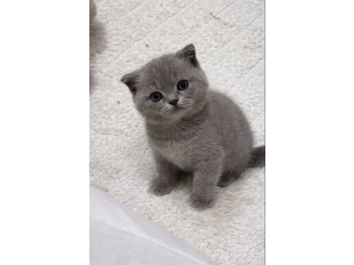 3 aylik Scottish Fold Yavrumuz