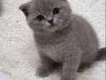 3 aylik Scottish Fold Yavrumuz