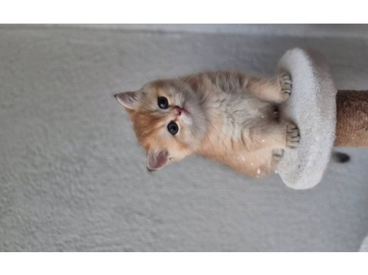 Britsh Shorthair Golden 