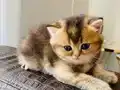 Sahiplendırme