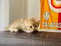 Sahiplendırme
