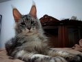 Safkan Secereli Mainecoon 