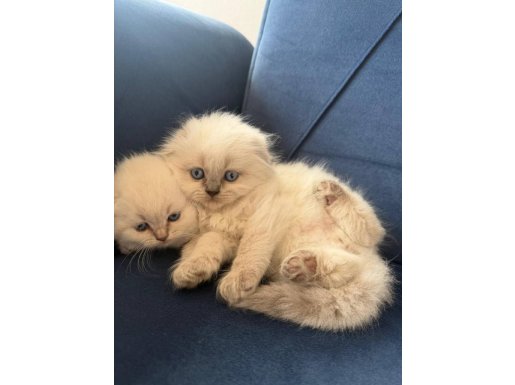 55 Günlük Scottish Fold Yavrular