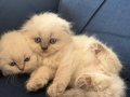 55 Günlük Scottish Fold Yavrular
