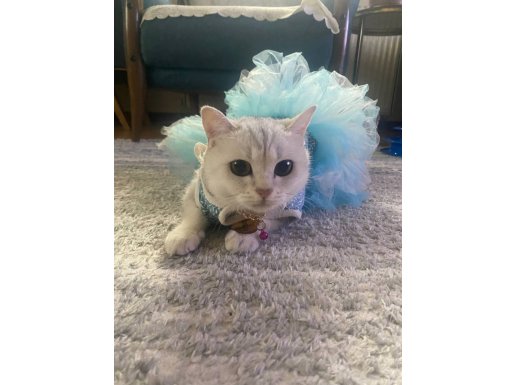 Burmilla 2 Yaşında Kedimiz