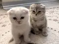 Birbirinden Tatlı 3 Kardeş???? Sahiplenme 