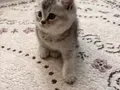 Birbirinden Tatlı 3 Kardeş???? Sahiplenme 