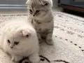 Birbirinden Tatlı 3 Kardeş???? Sahiplenme 