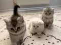 Birbirinden Tatlı 3 Kardeş???? Sahiplenme 