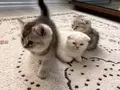 Birbirinden Tatlı 3 Kardeş???? Sahiplenme 