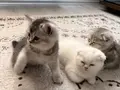 Birbirinden Tatlı 3 Kardeş???? Sahiplenme 