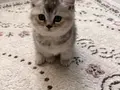 Birbirinden Tatlı 3 Kardeş???? Sahiplenme 