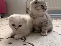 Birbirinden Tatlı 3 Kardeş???? Sahiplenme 