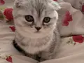 Birbirinden Tatlı 3 Kardeş???? Sahiplenme 