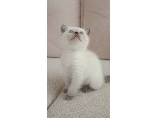 Safkan british bluepoint