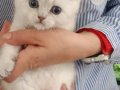 SEVİMLİ ZIPPIR YAVRUŞLAR