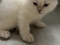 SEVİMLİ ZIPPIR YAVRUŞLAR