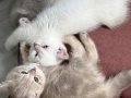 SEVİMLİ ZIPPIR YAVRUŞLAR