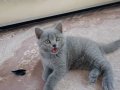 SAFKAN BRİTİSH YAVRu