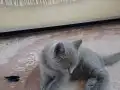 SAFKAN BRİTİSH YAVRu