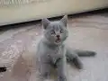 SAFKAN BRİTİSH YAVRu