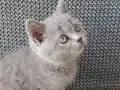 SAFKAN BRİTİSH YAVRu