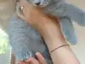SAFKAN BRİTİSH YAVRu