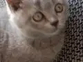 SAFKAN BRİTİSH YAVRu