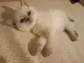 SAFKAN MAVİŞ/ BRİTİSH