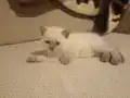 SAFKAN MAVİŞ/ BRİTİSH