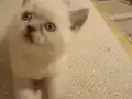 SAFKAN MAVİŞ/ BRİTİSH