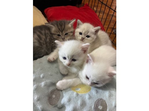 Evinizin Yeni Neşesiyle Tanışın