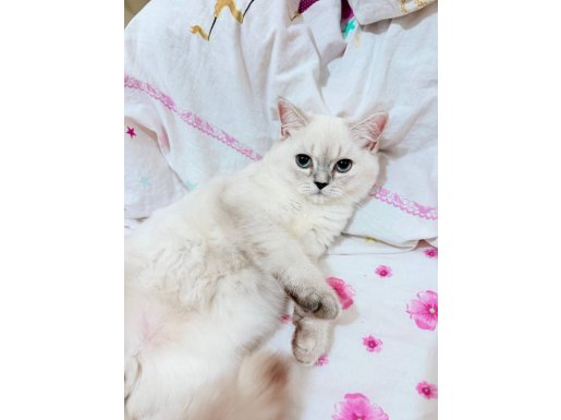 Sevgi Dolu 5 Aylık Erkek Kedi