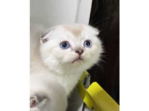 Kuru Mamaya Adaptasyonu Tamamlanmış Scottish Fold Yavruları
