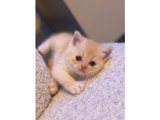 Safkan Golden British Yavrusu