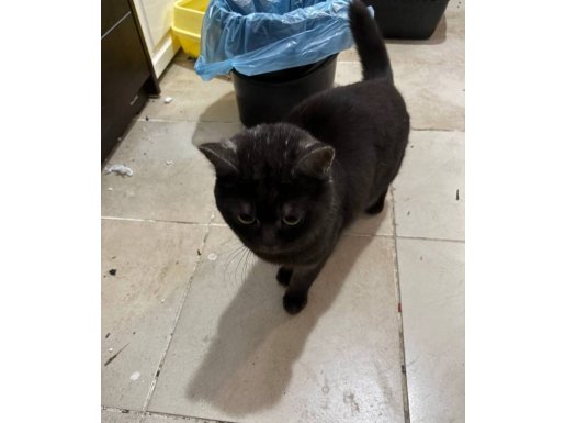 Kömür Karası Parlak Kürklü British Shorthair