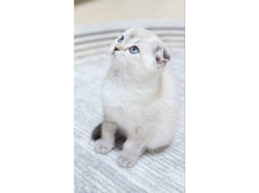 Tatlı bebeğimiz yeni yuvasını arıyor 