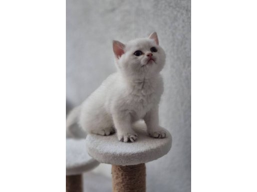 2 Aylıktan Küçük Dişi British Shorthair