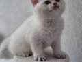 2 Aylıktan Küçük Dişi British Shorthair