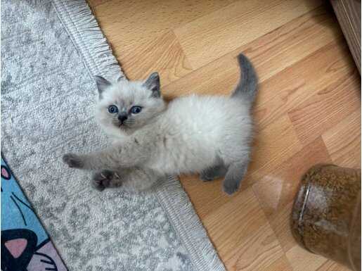 Mavi Bakışlı British Shorthair Yavruları
