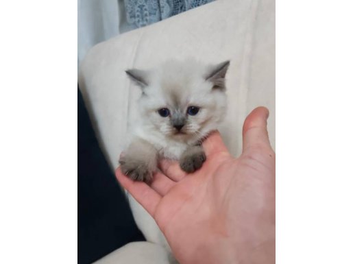 Safkan British Shorthair Mavişler