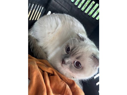 Yeni Yuvasını Bekleyen Scottish Fold