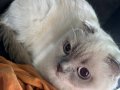 Yeni Yuvasını Bekleyen Scottish Fold