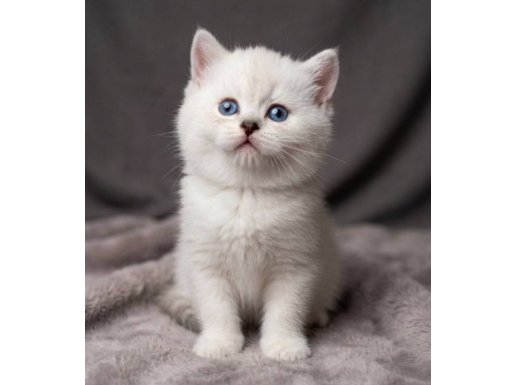 Safkan full scrli yavrular