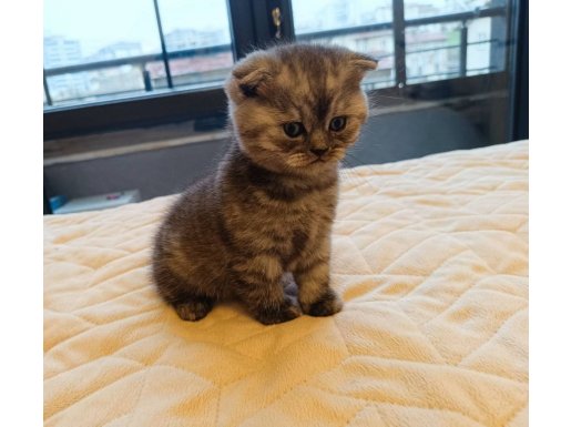 British Shorthair Kedi Yavrusu
