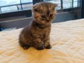 British Shorthair Kedi Yavrusu