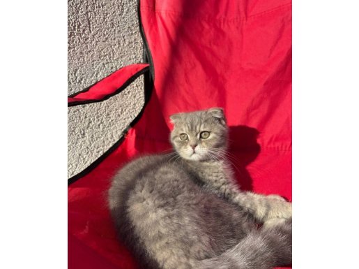 ŞİLA KIZIMIZA Yuva arıyoruz 