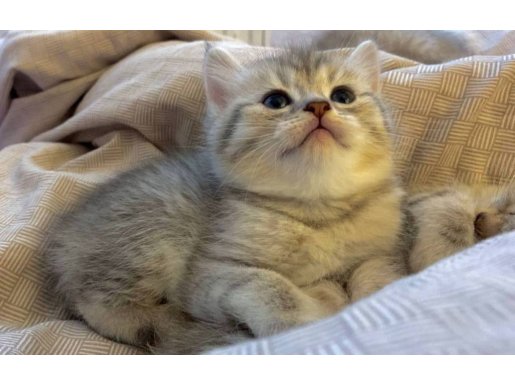 Çok Sevecen Scottish Fold
