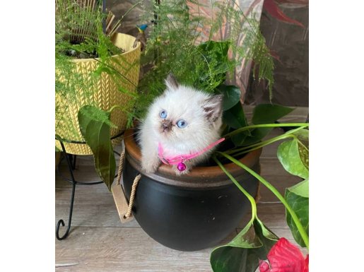 Patileriyle Kalp Çalan Scottish Fold