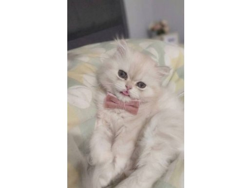 Özenle büyütülmüş 2 aylık dişi longhair yavrumuz 
